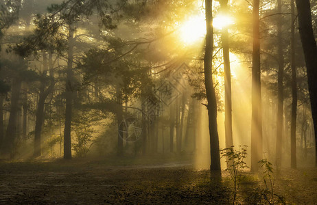 早晨森林的光线在树枝间播放图片