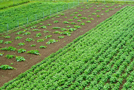种植家庭菜园蔬菜耕种田地和农庄图片