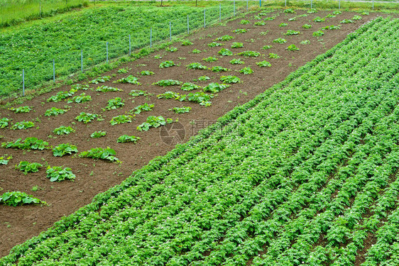 种植家庭菜园蔬菜耕种田地和农庄图片