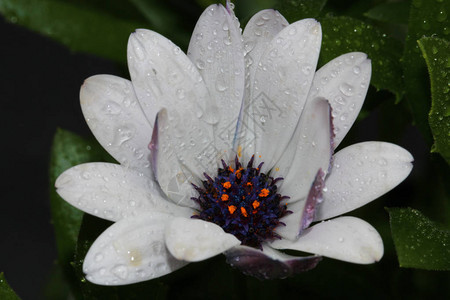 非洲雏菊花与水滴的特写图片