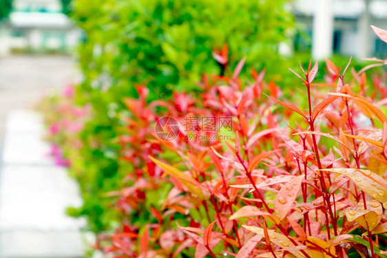 花园中顶端克里斯蒂娜装饰植物的红树叶在雨水落下后图片