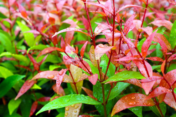 花园中顶端克里斯蒂娜装饰植物的红树叶在雨水落下后图片