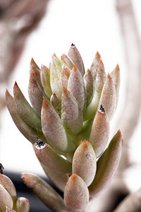 Sedumrubenssucculent植物分离图片