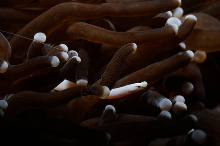 蘑菇珊瑚内藏着蘑菇烟管鱼图片