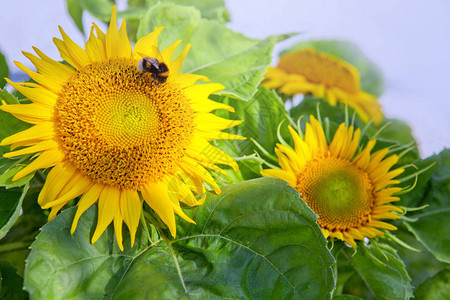 有蜜蜂的向日葵图片