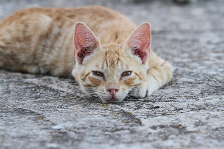 肉桂色猫在石地板上休息和观察的横向水平视图Cinnamoncolo图片