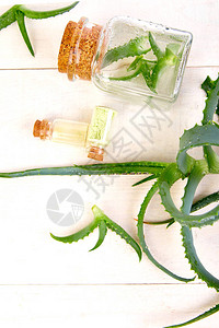 星仙人掌芦荟Jafferabad巴多斯草药用于皮肤治疗和护理图片