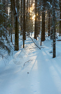 如诗画的日出早晨阳光明媚的冬天喀尔巴阡山脉老冷杉一些防风林树木和阳光在雪地图片