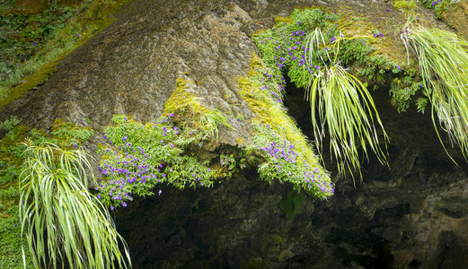 喜马拉雅州墨西哥恰帕斯圣诞树瀑布上的花草和花草的自然图片