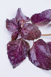 关闭紫色有机罗勒孤立在白色背景上的新鲜紫罗勒营养丰图片