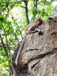 猴子爬上石头图片