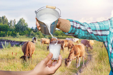 挤奶女工从放牧奶牛的背景上的桶里倒牛奶图片