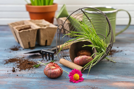 木桌上的花球茎和园艺工具图片