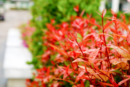 花园中顶端克里斯蒂娜装饰植物的红树叶在雨水落下后图片