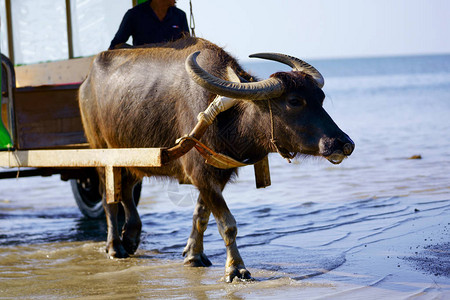 玉饰品西表岛的水牛背景