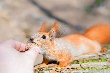 小可爱松鼠从人手上拿坚果友谊哦人类和野生动物野生动物与人类的和图片