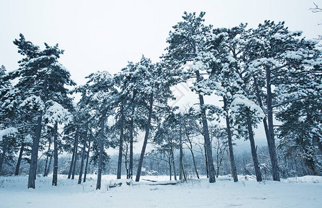 有雪的松树林在冬天风景图片