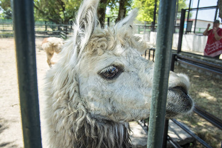 Llama外观图片