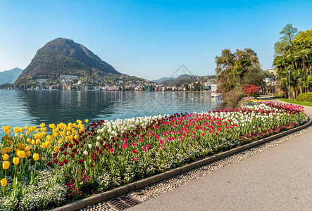 与卢加诺湖的风景以及瑞士春天齐亚尼公园开花图片
