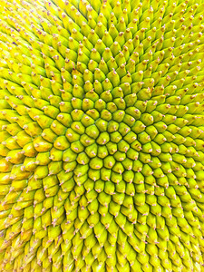 菠萝蜜的质地它的表面看起来像一根小刺这是绿色和黄色关闭纹理背景图片