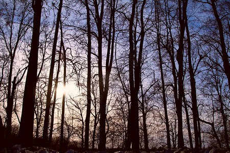 日落时在森林里树干之间的阳光照耀着图片