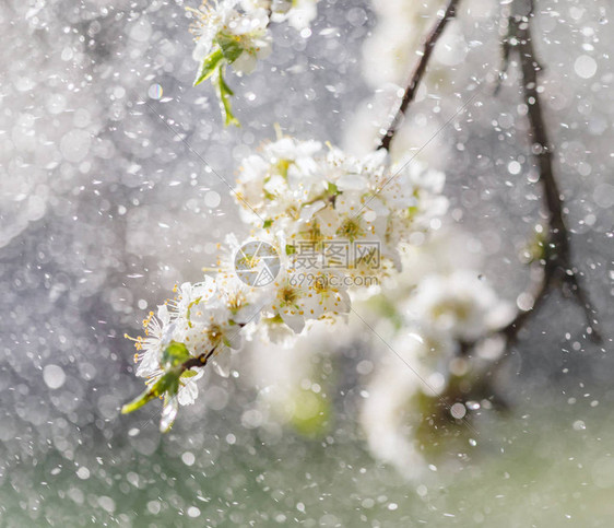 花园里的春雨春日雨中樱桃李的白花图片