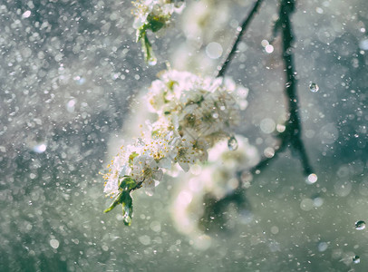 花园里的春雨春日雨中樱桃李的白花图片