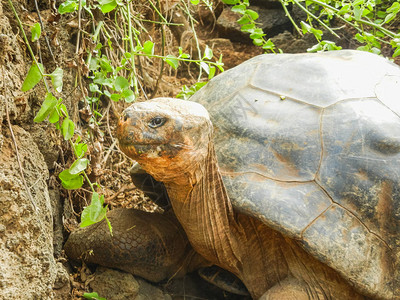 象牙龟加拉帕戈斯乌龟加拉帕戈斯图片