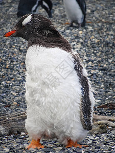 火地岛群上的麦哲伦企鹅islasdetierradelfuego图片