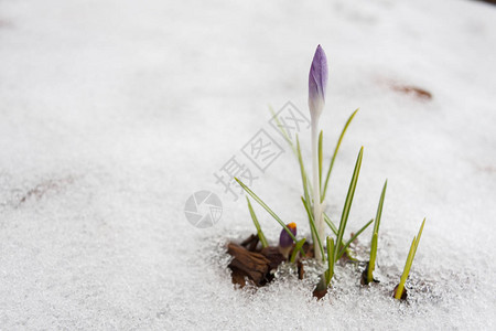 在早春的雪中生长的紫色番红花图片