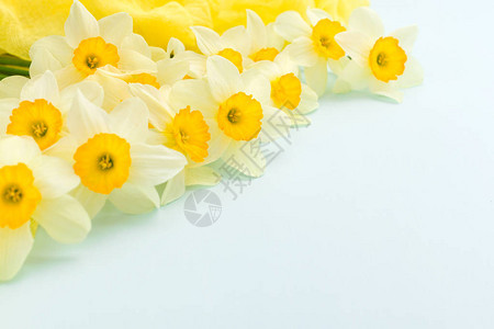 水仙花春与黄色纺织装饰在蓝色柔和的背景与复制空间白水仙贺卡或祝贺横图片