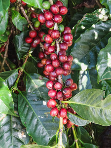 咖啡樱桃在巴拿马的茶壶里的图片