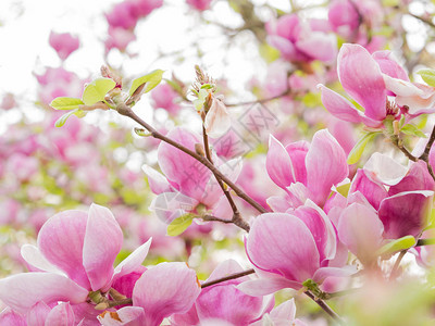 美丽的粉红色木兰花图片