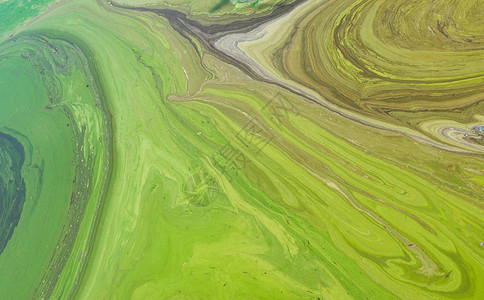 高温季节浮游植物进化导致乌克兰第聂伯河被蓝藻覆图片