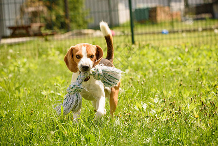小比格尔狗在阳光明媚的夏日与宠物玩具在绿色花图片
