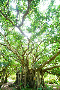 石垣岛的大榕树图片