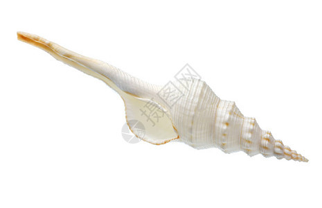 白色背景的异国海贝壳工图片