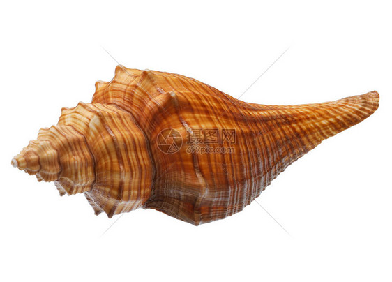 白色背景的异国海贝壳工图片