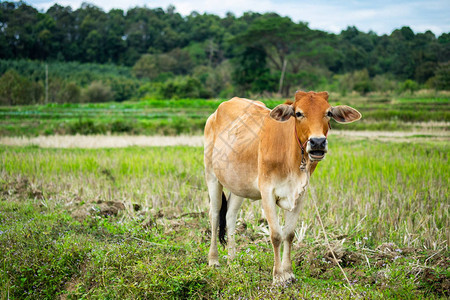 一只棕色的母牛站在绿地上图片