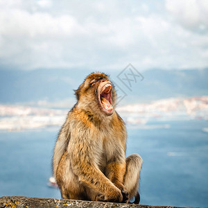 野生雌猕猴的肖像猕猴是英国海外领地最著图片