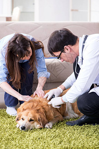 在家看金毛猎犬的兽医生图片