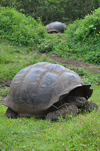 乌龟是最大的乌龟生物种图片