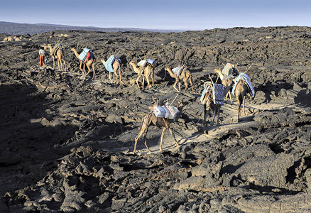 埃塞俄比亚沙漠中的骆驼商队图片