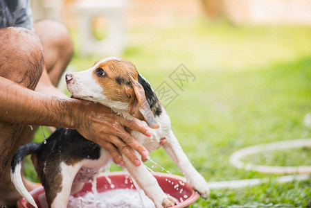 可爱的小狗猎犬洗澡图片