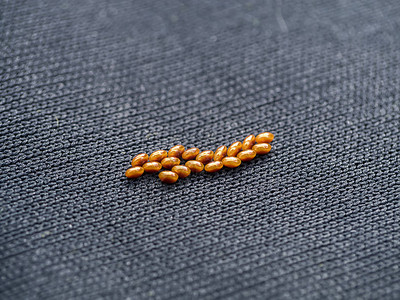 黄色蝴蝶,特写背景_黄色蝴蝶,特写摄影图片_黄色蝴蝶,特写壁纸_摄图网