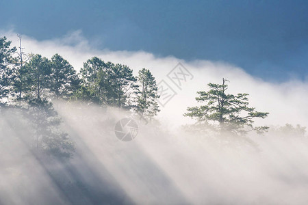 在泰国山区日出时神奇的雾在自然山上飘移图片