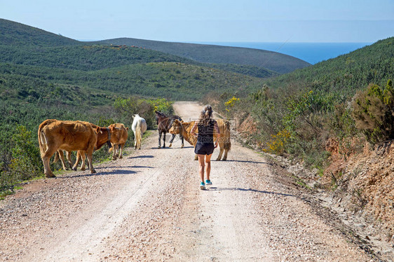 运动的成年女子在山上慢跑在奶牛图片