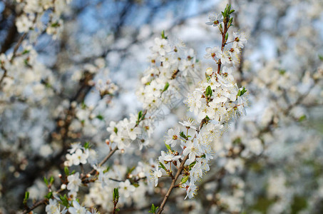 春天开花背景杏树图片