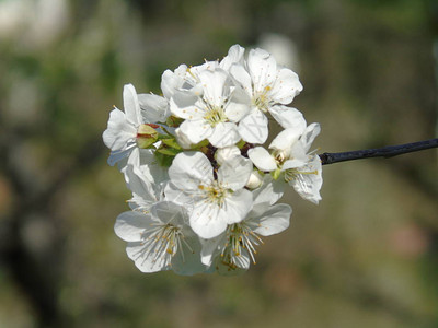 春日樱桃树一些鲜花的美丽的字幕在没图片