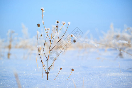 在雪周围冬天的严寒下田图片